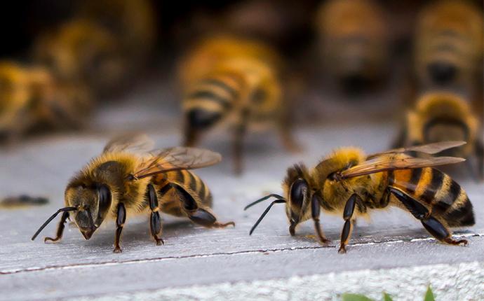 honey bees around a house