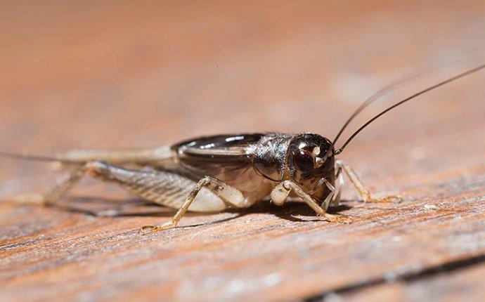 How Do Crickets Make Their Noise - You can find them in warm areas