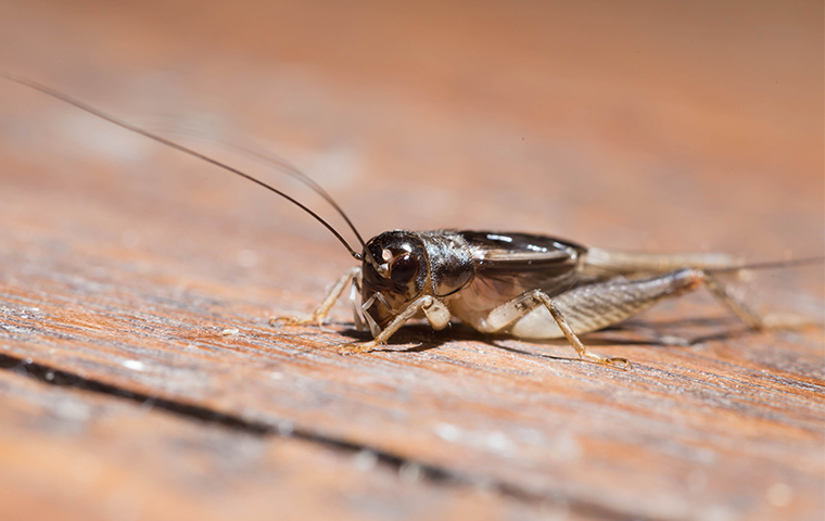 house cricket