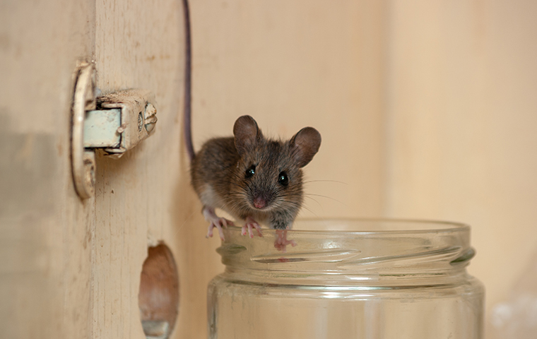 a house mouse walking on the mouth of a jar