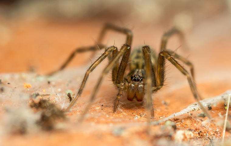 Spider Identification, Habits & Behavior