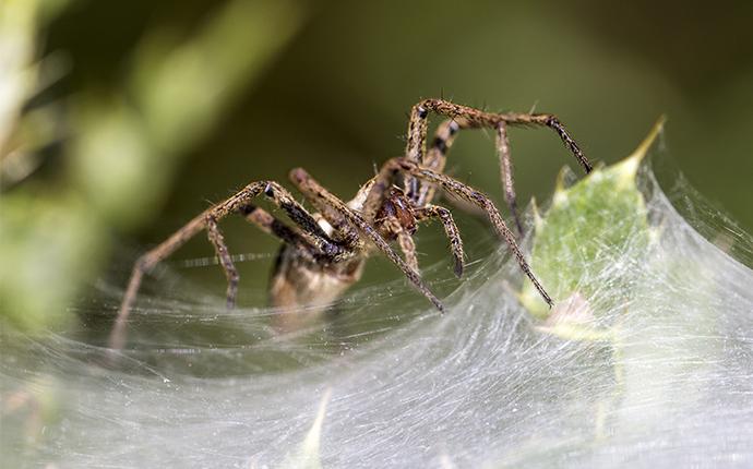 house spider on web