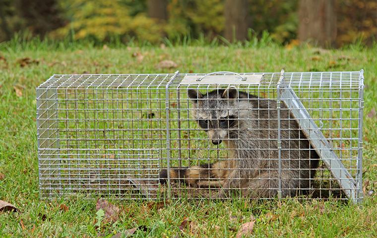a raccoon in a live trap