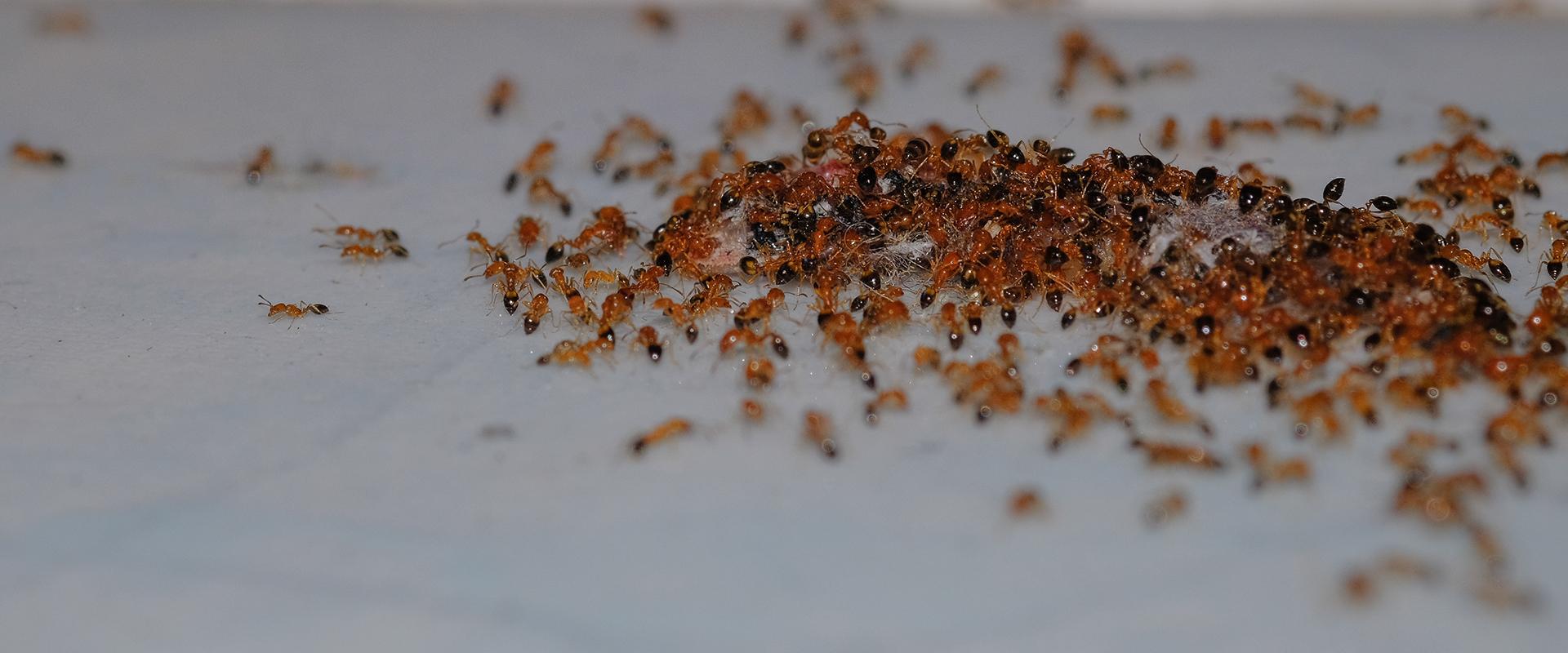 many argentine ants on a bathroom floor