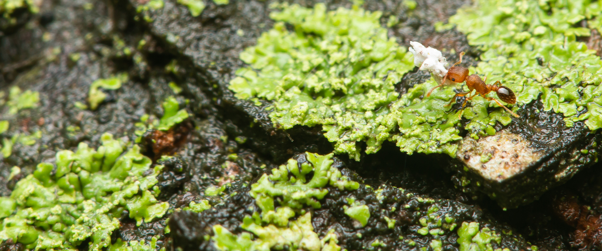 a fire ant on a moss covered rock