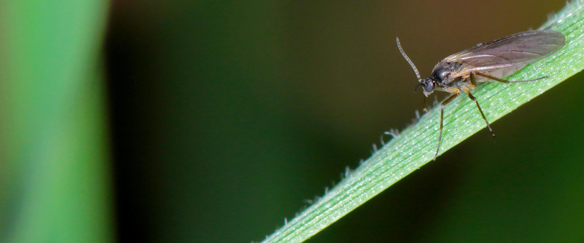 fungus gnat on a blade of grass