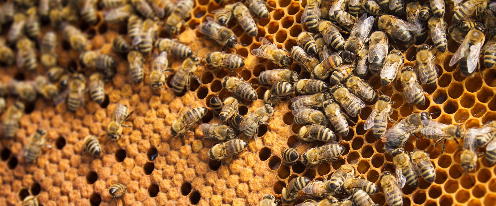 honey bees on a honey comb