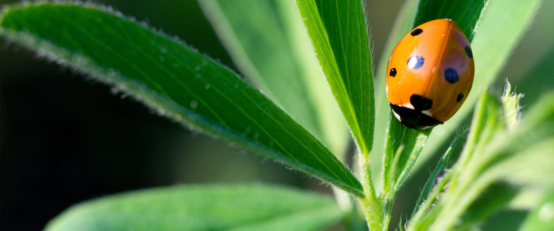 a ladybug crawling on a house plant