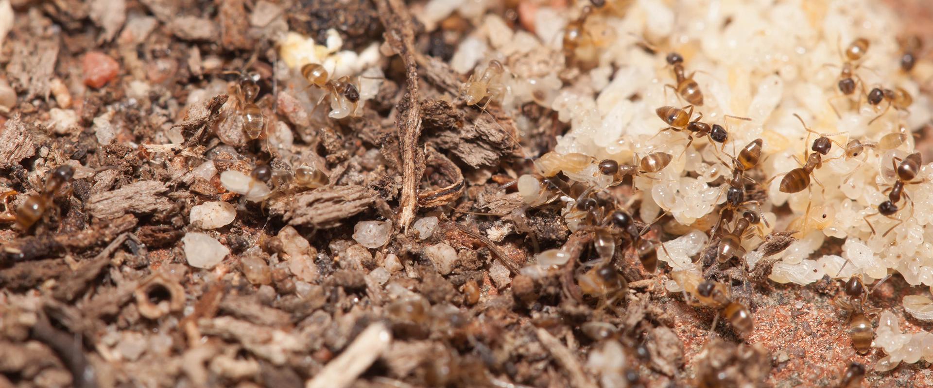 a bunch of odorous house ants
