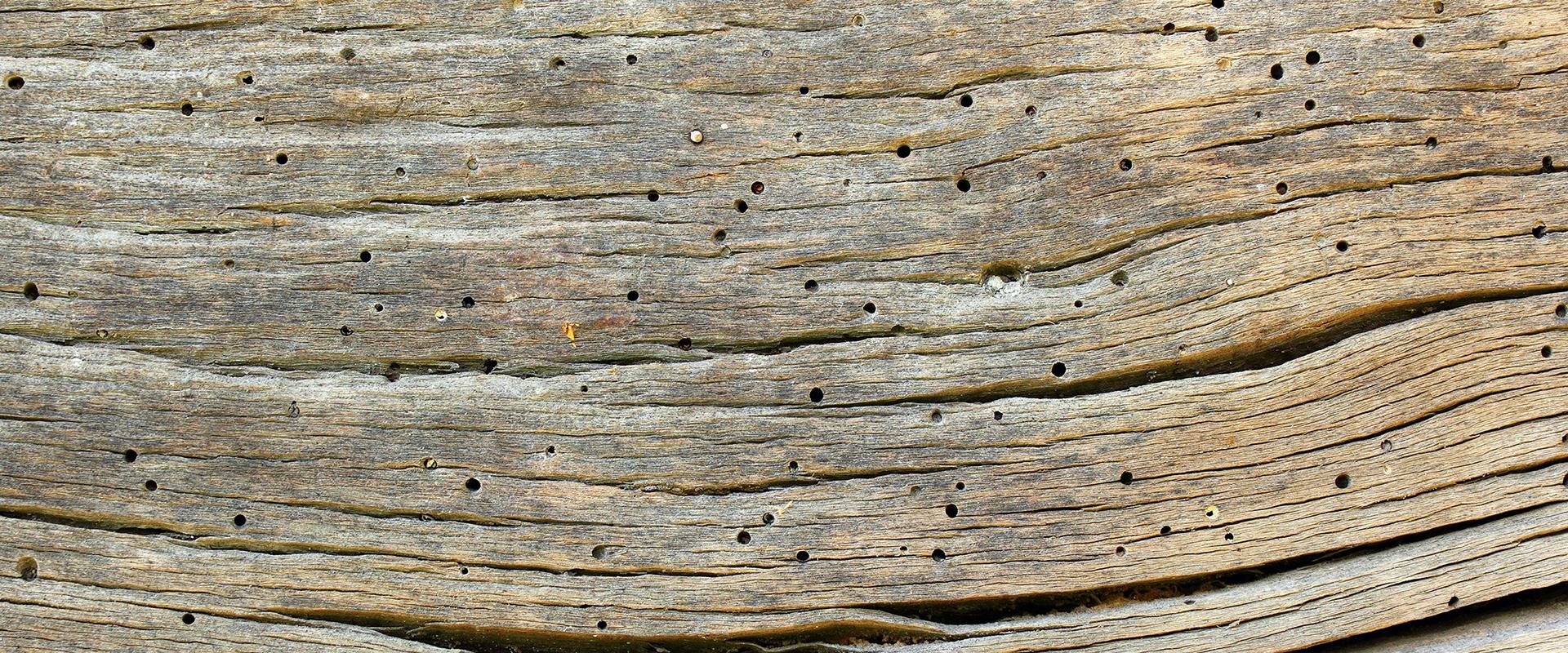 holes in a piece of wood