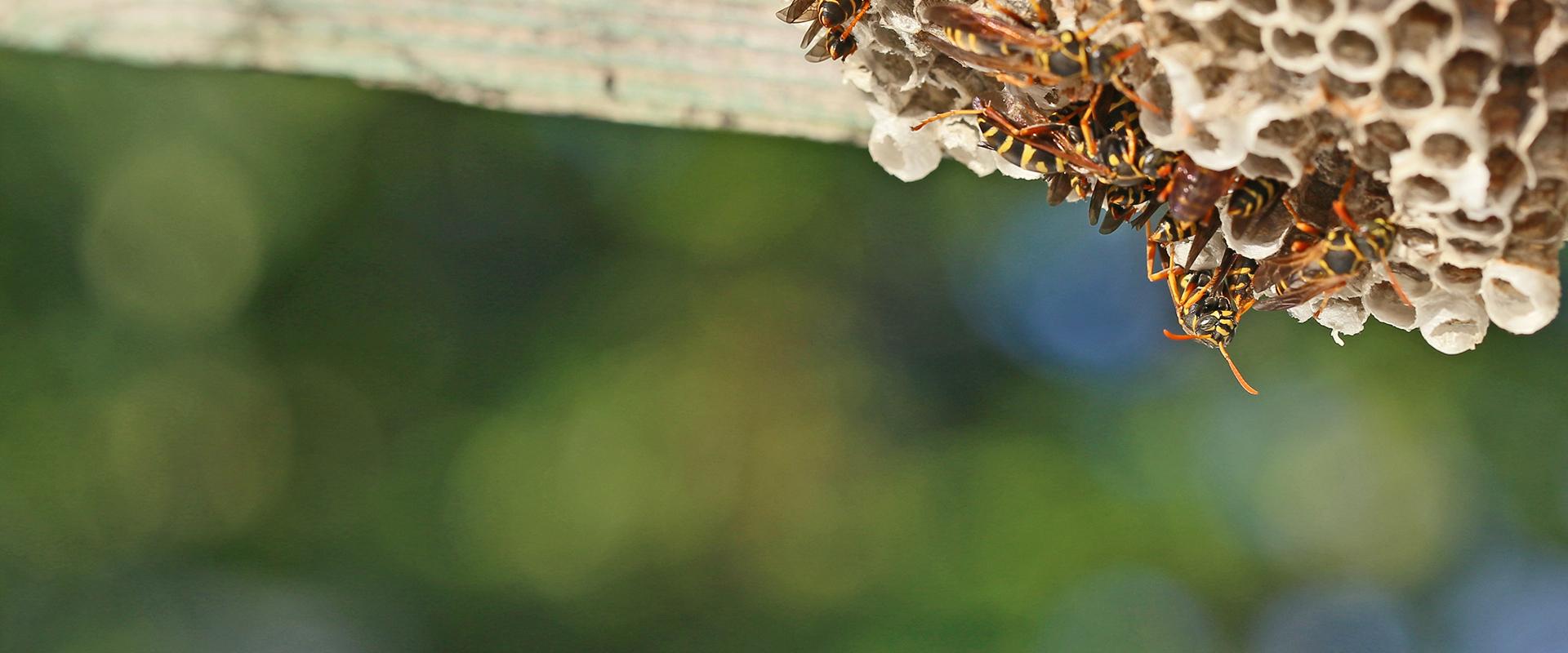 How To Identify Paper Wasps | FAQS About Paper Wasps