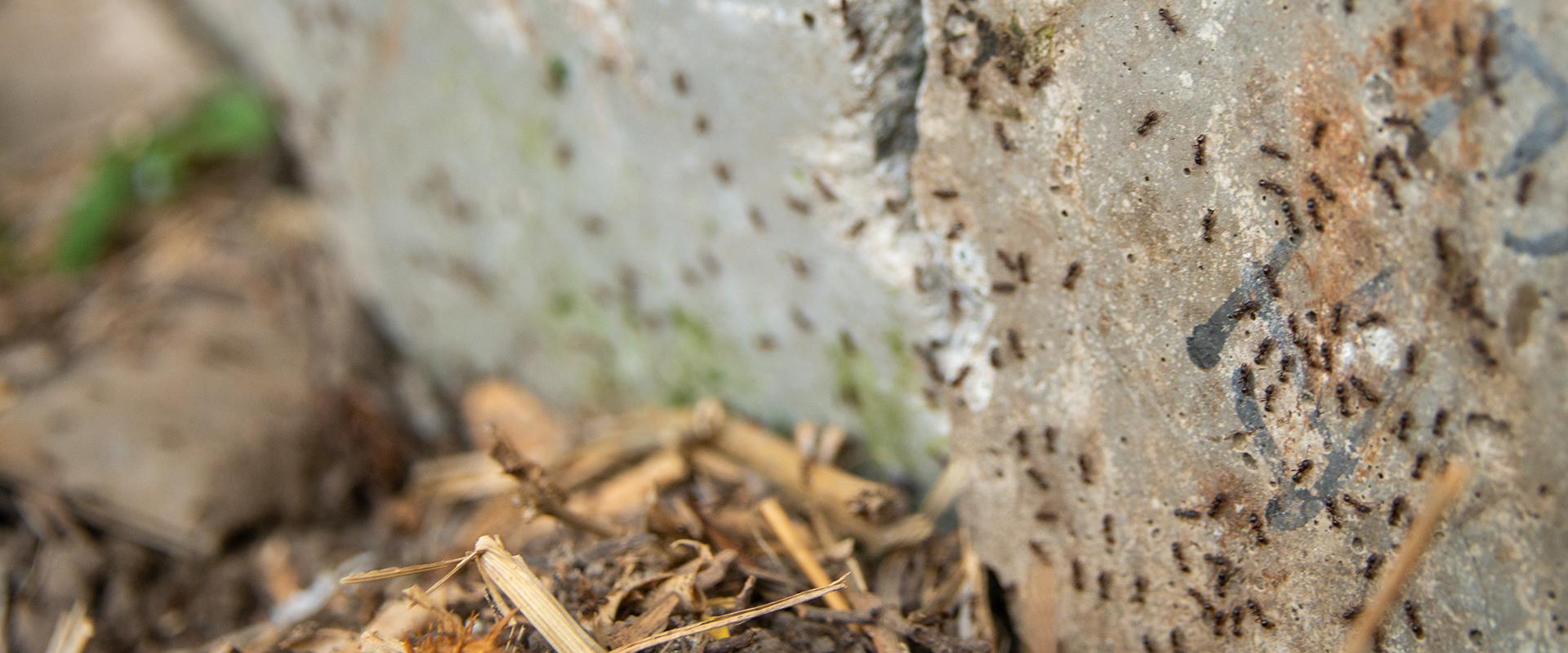 ants on a rock