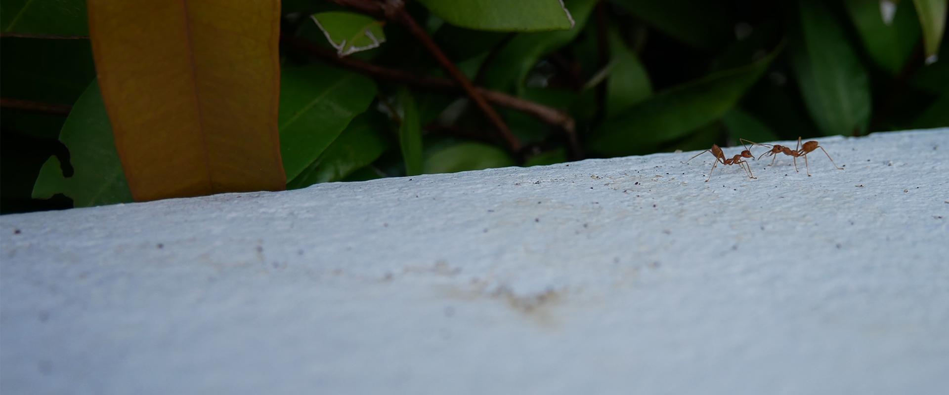 pharaoh ants near home in south carolina