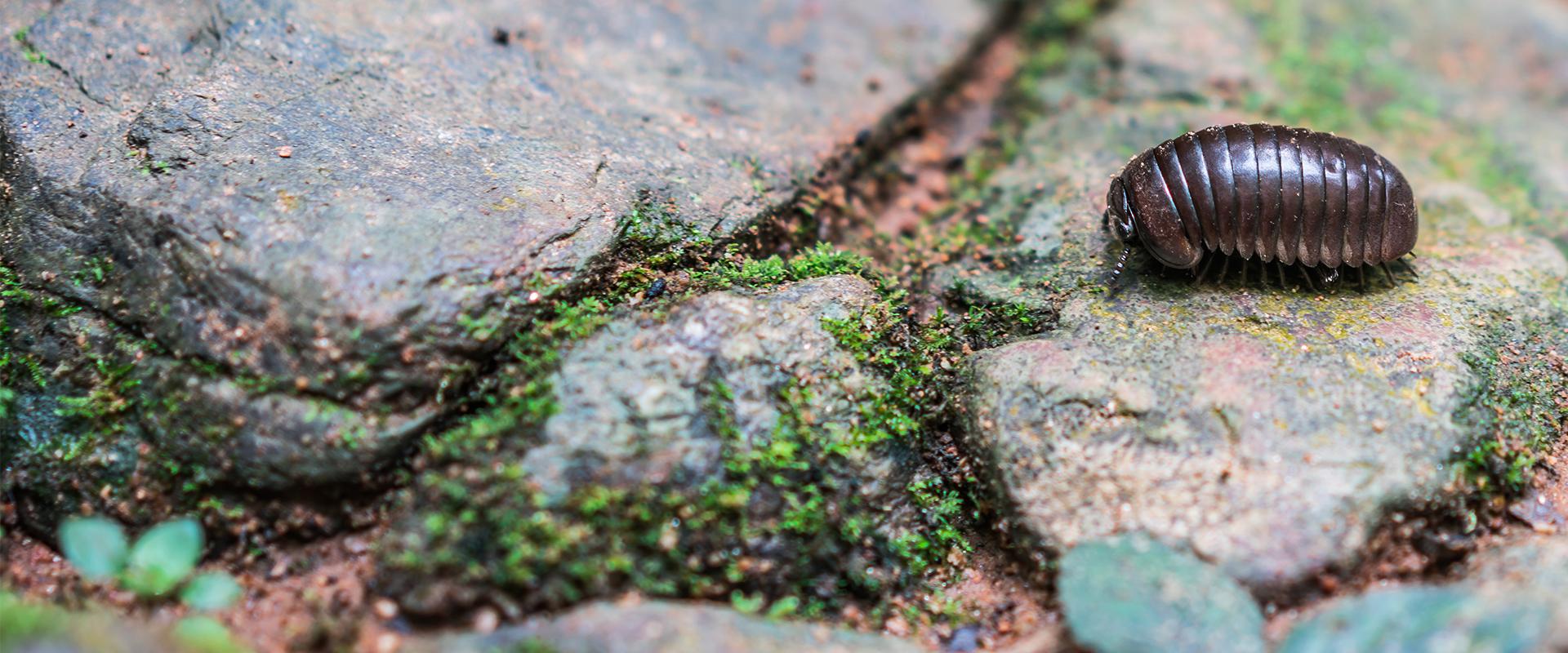 a little pill bug on a rock