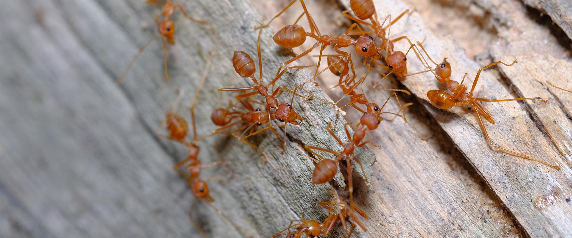 red imported fire ants on a log