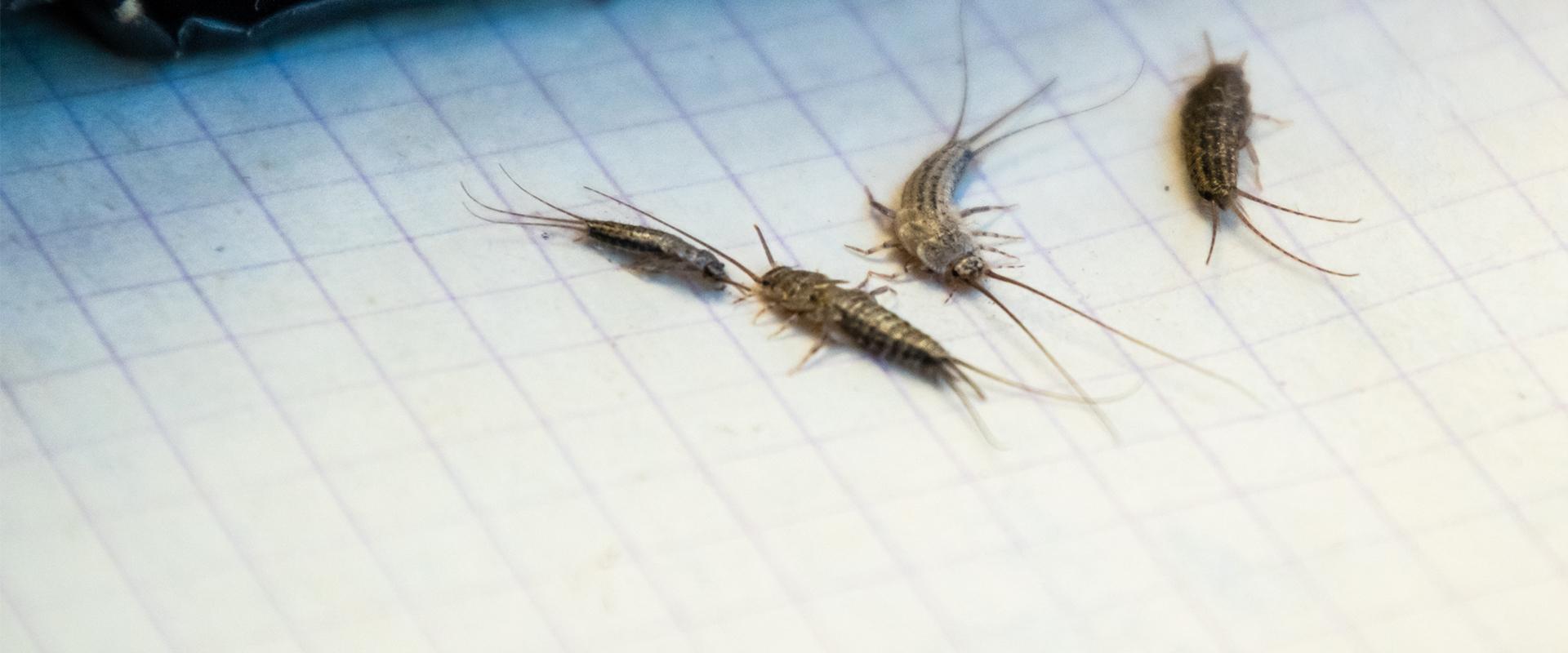 four silverfish on a piece of graph paper