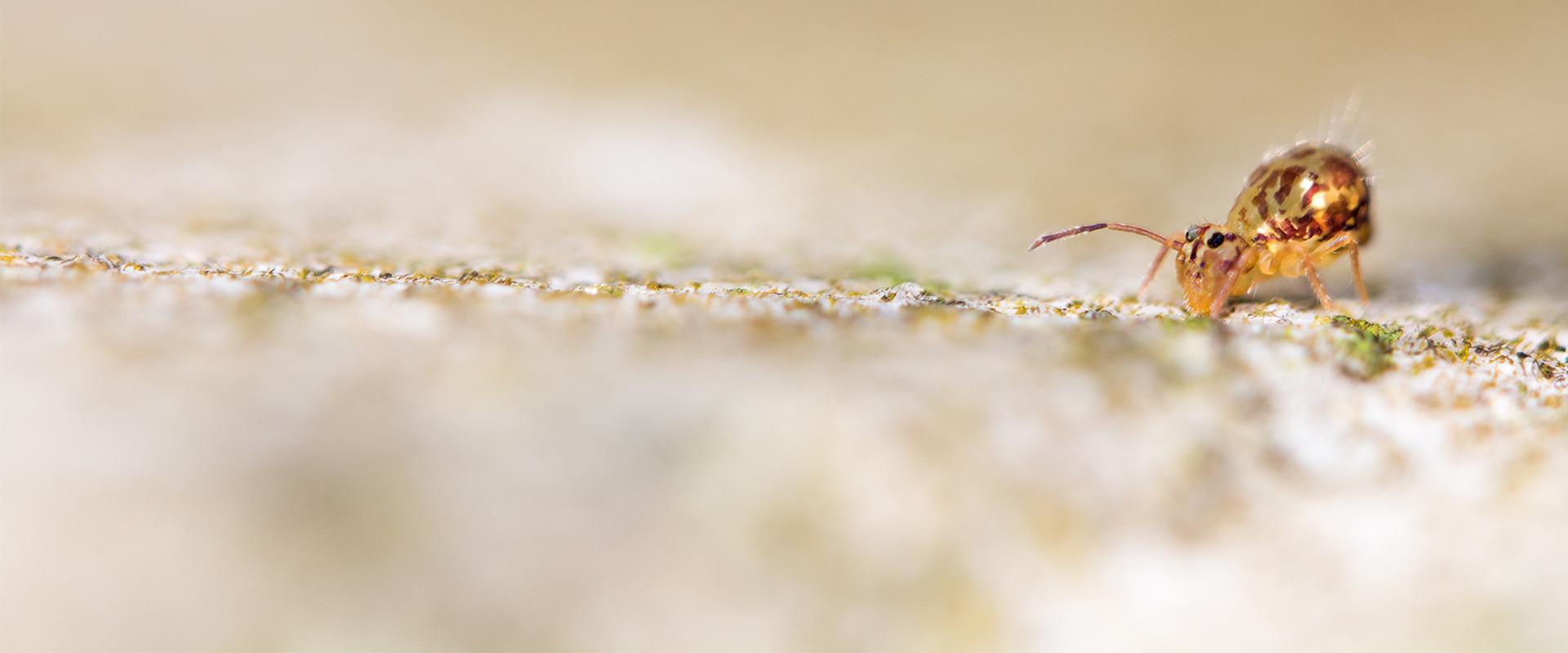 a tiny springtail