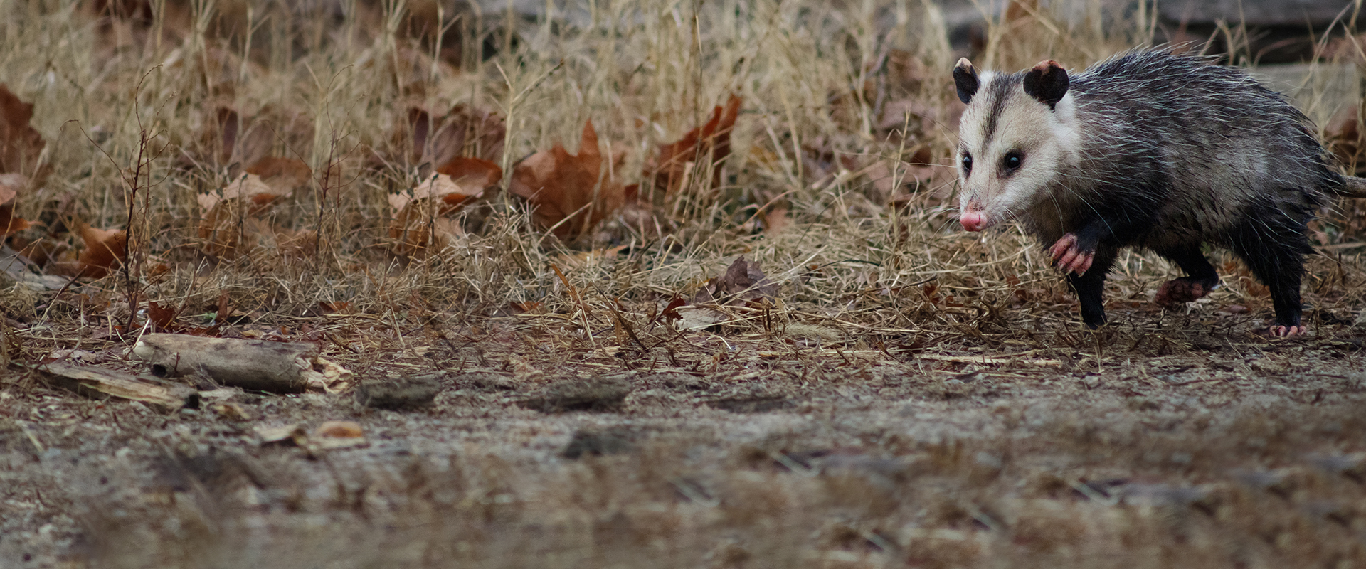 a small opossum in south carolina