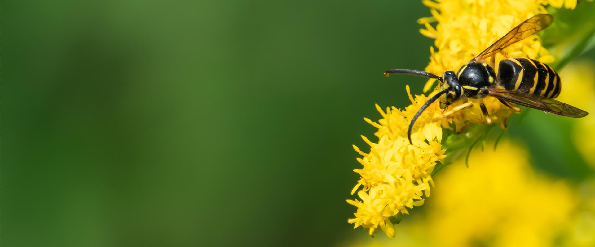 a yellow jacket on a yellow flower