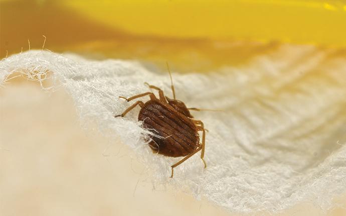 a small flat bed bug