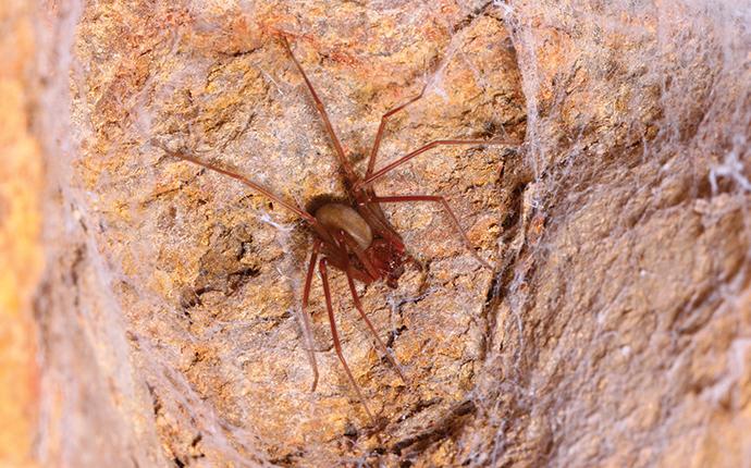 a brown recluse spider on a rock