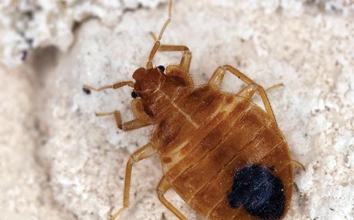 a bed bug up close in lexington sc