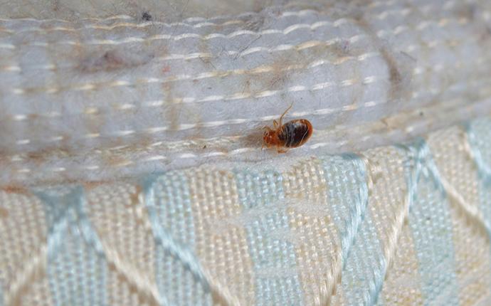 a bed bug on a mattress in mccormick sc