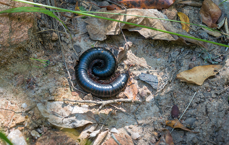 millipede identification guide