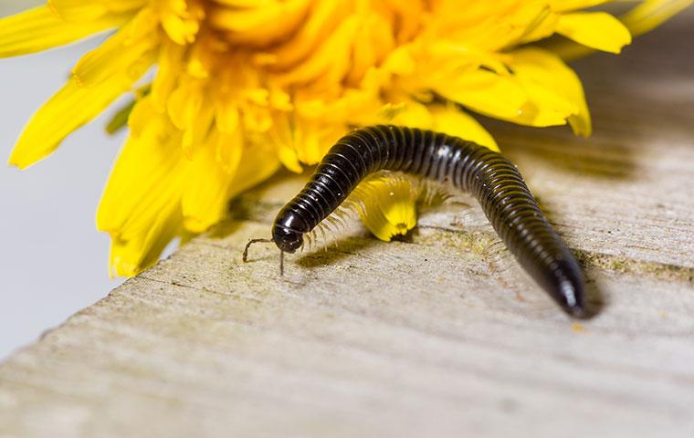 a millipede on a wooden table