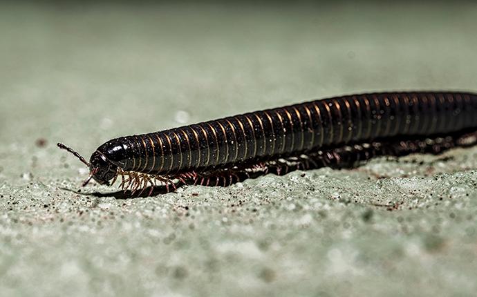 millipede on sidewalk
