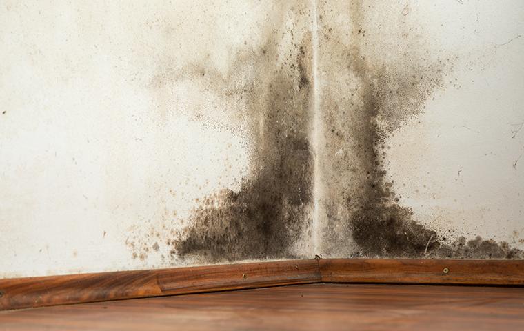 mold in home caused by moisture in the crawl space