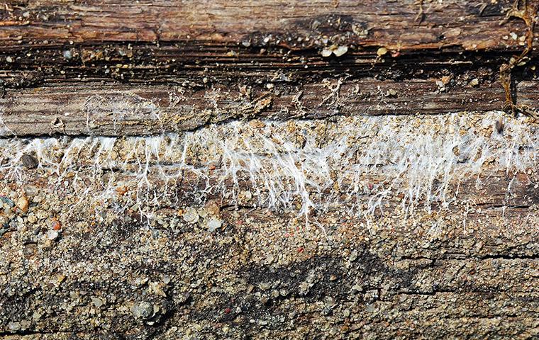 wood destroying fungi growing in a crawl space