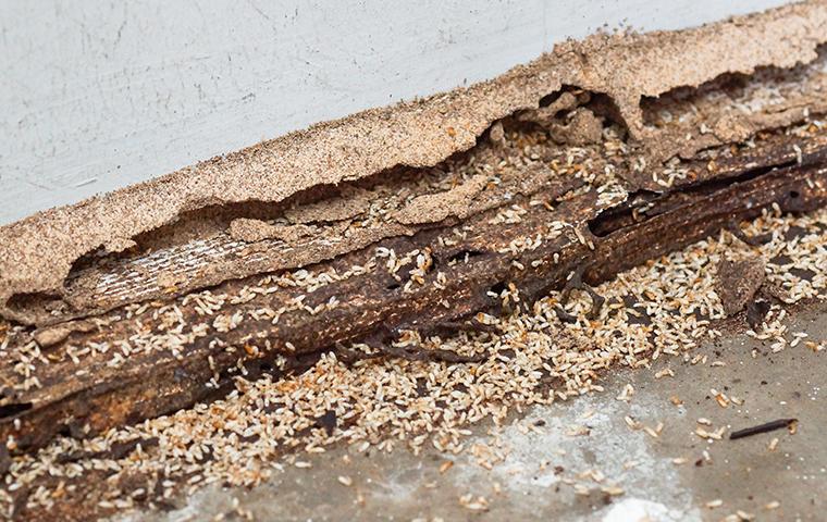 termites attracted to the moisture in a house