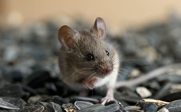 a mouse eating seeds