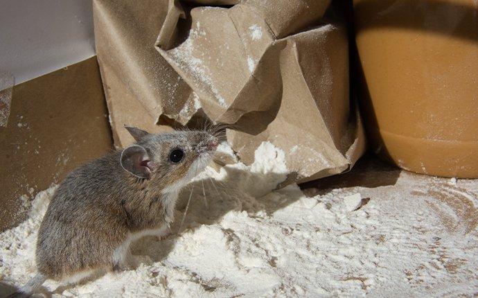mouse in baking flour