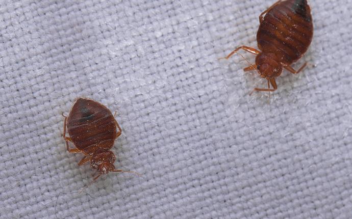 two bed bugs on fabric