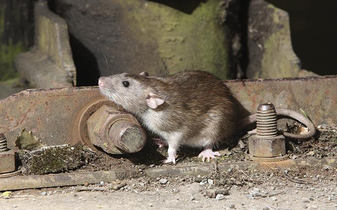 norway rat in basement