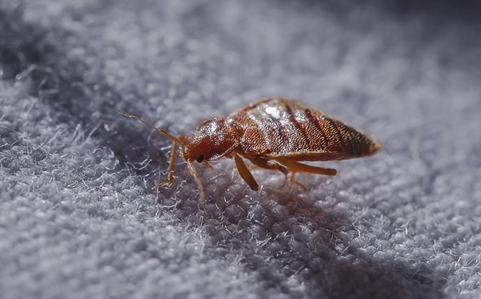 a bed bug in norway sc at night
