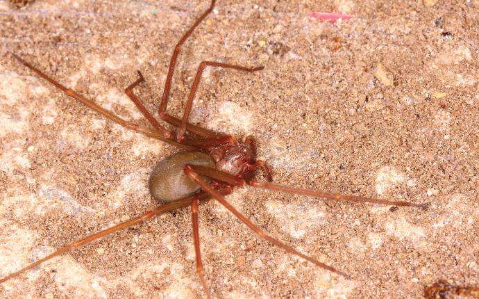 a dangerous brown recluse spider