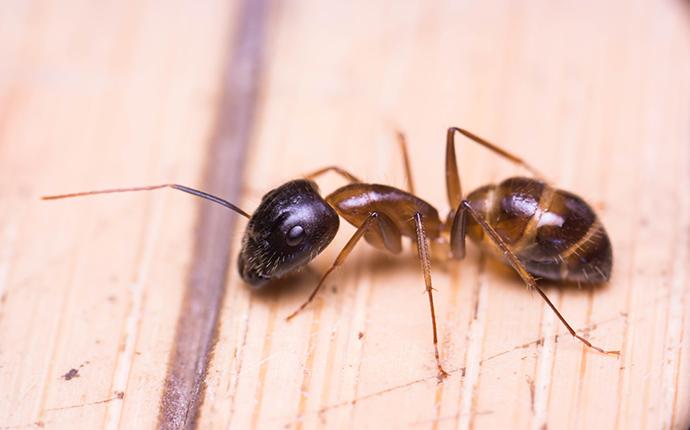 odorous house ant on wood