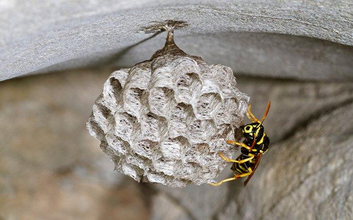 wasp nest up close