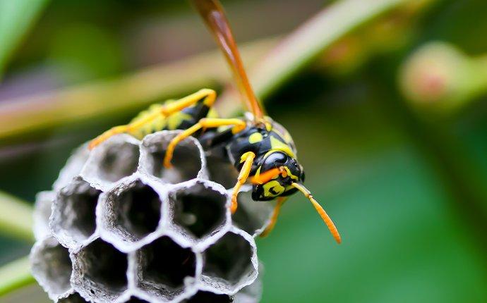 wasp making a nest