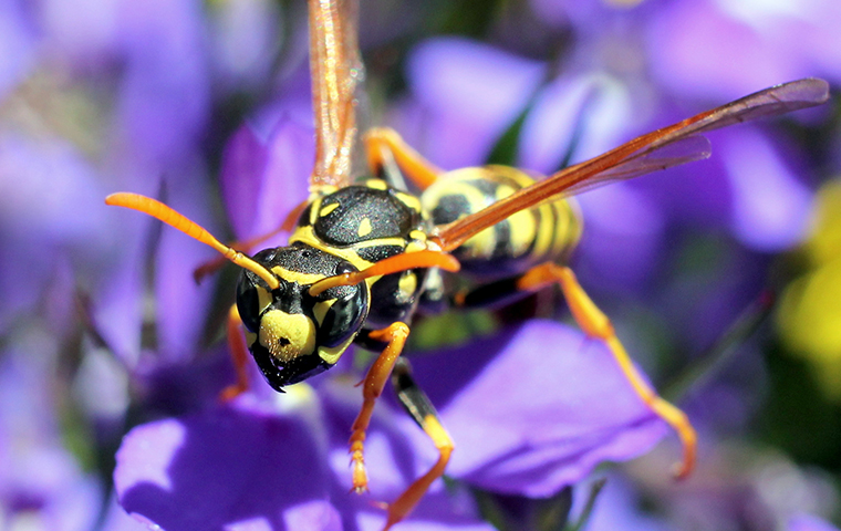 purple hornets wasps