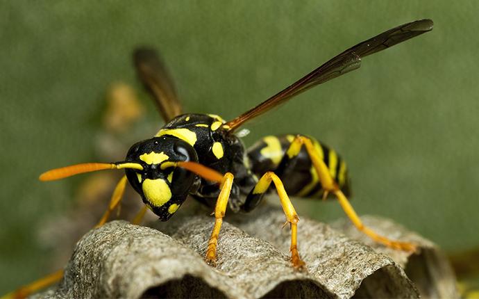 a paper wasp on its nest