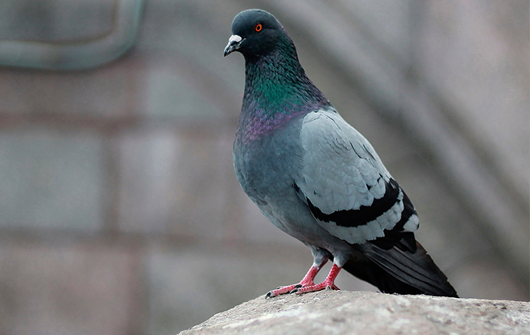 a pigeon perched on a rock