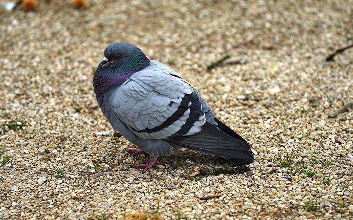 a pigeon on a sidewalk