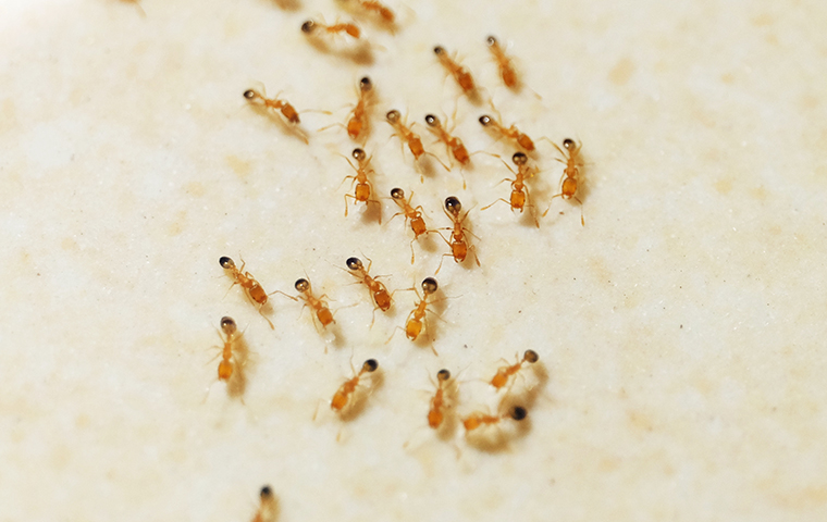 pharaoh ants on the floor of a kitchen