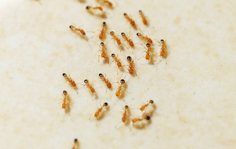How To Identify Pharaoh Ants FAQS About Pharaoh Ants