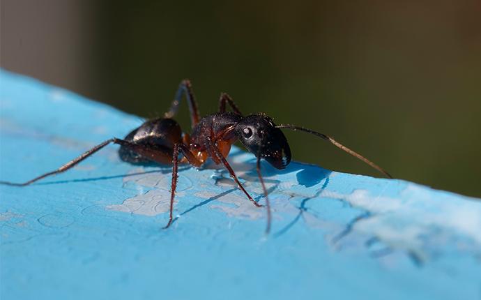 a pharaoh ant on a painted surface