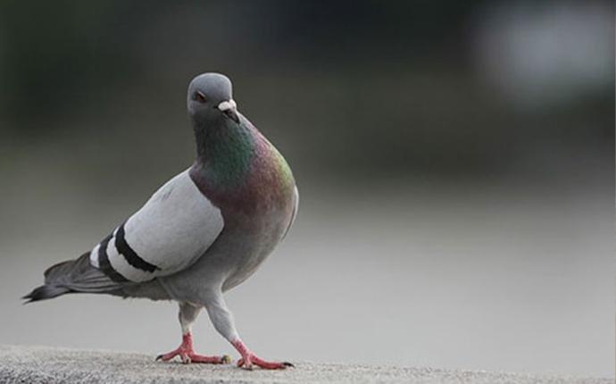 pigeon on concrete ledge